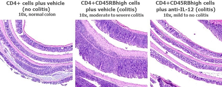 Histology figure