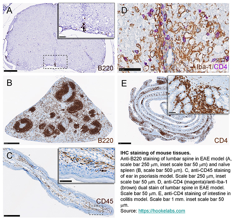 IHC, various mouse tissue