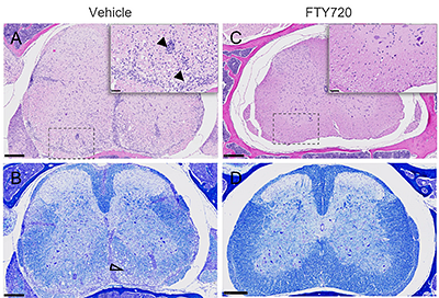 EAE staining